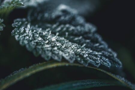 ice crystals on green leaf on autumn morningの写真素材