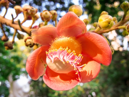 salana flowersの写真素材