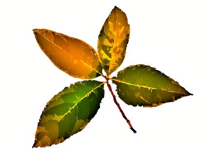 Green leaf illustration on a white background for wallpaper or texture.の写真素材
