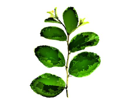 Green leaf illustration on a white background for wallpaper or texture.の写真素材