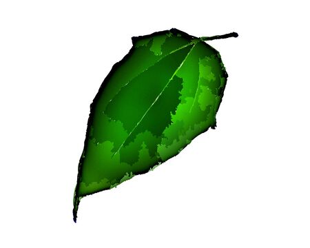Green leaf illustration on a white background for wallpaper or texture.の写真素材