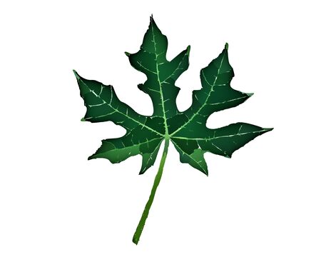 Green leaf illustration on a white background for wallpaper or texture.の写真素材