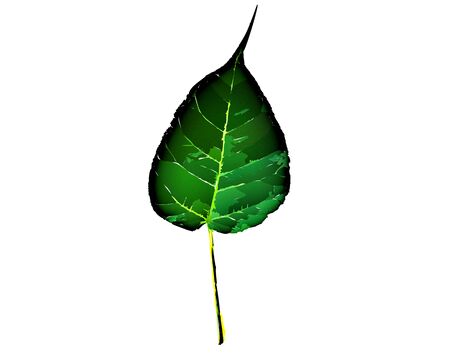 Green leaf illustration on a white background for wallpaper or texture.の写真素材