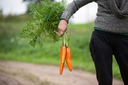 woman at the country in autumn harvesting big, orange carrots with green leaves.の写真素材