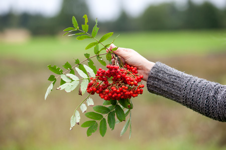 Orange Sorbus berries in a womans hand. Abstract autumn background.の写真素材