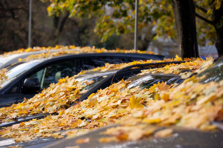 colored autumn leafs fallen from tree on the car.の写真素材