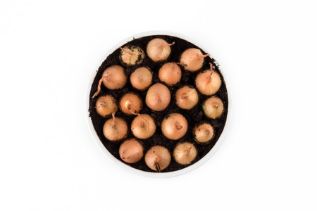 planted onions waiting for springtime awekaning to blush on a white background.の写真素材