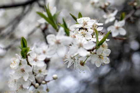 Bee collecting honey on the blossom of apple, plum or cherry in the sunny springの写真素材