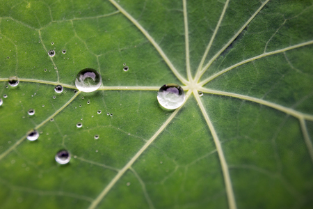 Green leaf with water drops for background. Rain drops macroの写真素材