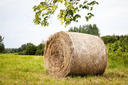 Round bales of hay in a field at a sunny blue sky dayの写真素材