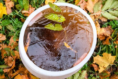 Water bowl with ice cover. Autumn leaves, cold weather, seasonal changes. Beautiful nature