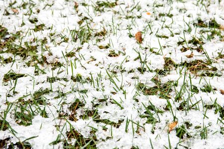 Melting snow on green grass. Autumn, winter or spring backgroundの写真素材