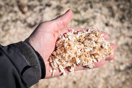 Wood sawdust in a mans hands. Forestry, gardening, firewood