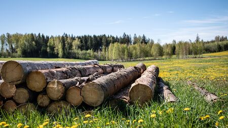 Saw logs stacked in a pile. Green meadow with yellow dandelions