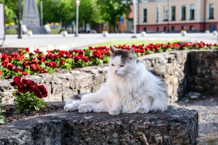 Beautiful long-haired cat. Rest and laze in the urban environmentの写真素材