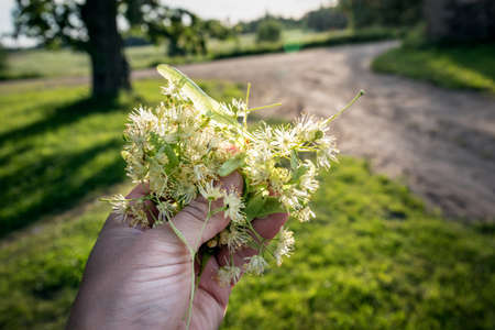 Linden flowers in the hand in sun light. Healthy herbal tea from natureの写真素材
