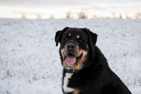 Black dog in a snowy meadow. Best friend, winter and coldの写真素材