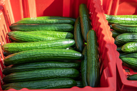 Long cucumbers in red boxes. Growing, distribution and marketing of vegetablesの写真素材