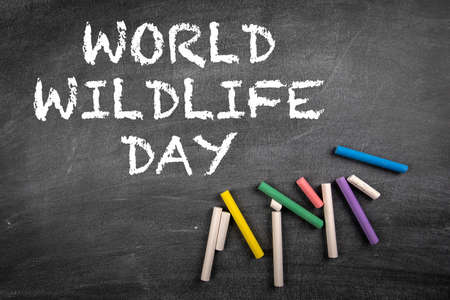 World Wildlife Day 3 March. Black chalk board backgroundの写真素材