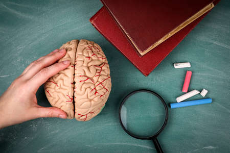 Stack of books, brain model and magnifying glass on a green chalkboardの写真素材