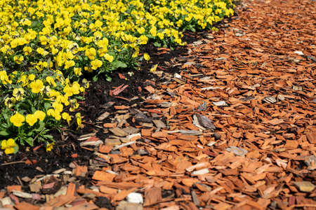 Flower beds with yellow blooming flowers. Wood chip mulch. Texture backgroundの写真素材