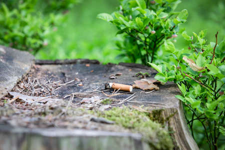 Burnt cigarette butt in the woods on a tree stump. Fire hazard and healthの写真素材