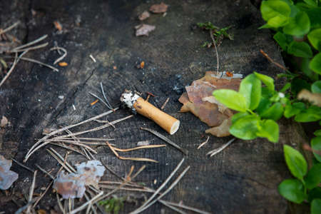 Burnt cigarette butt in the woods on a tree stump. Nature and health conceptの写真素材