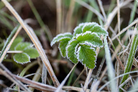 Frosted grass. Autumn, winter or spring. Weather changeの写真素材
