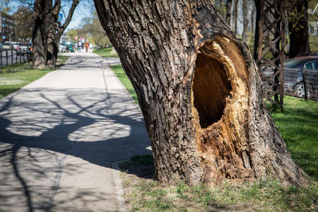 Hollow in a large tree near the street