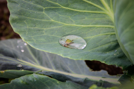 Raindrop with insect on cabbage leaf, beauty of nature