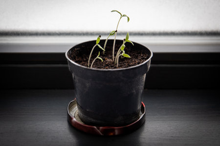 Tomato sprouts in a pot, waiting for spring gardening. New lifeの写真素材