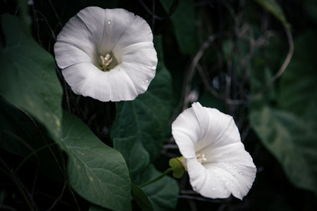 Two white creeper flowers with water drops. Spring and lifeの写真素材