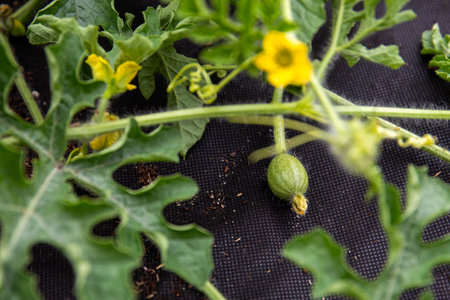 Cultivation of watermelons on the agronet. A fruit formed on the plantの写真素材