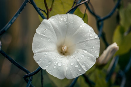 White flower with water drops. Rainy season
