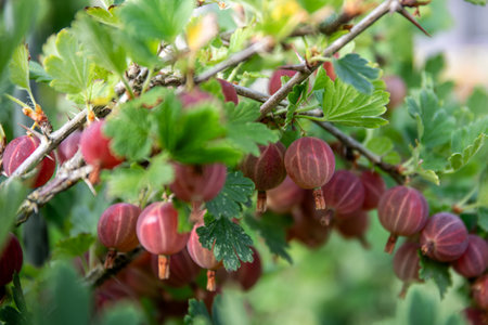 Fresh gooseberry on a branch of a gooseberry Bush in the gardenの写真素材