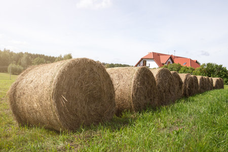 Hay bales, rolls on the field after harvest