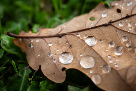 Close-up of oak leave in autumn. Water drops glisten on the leaf