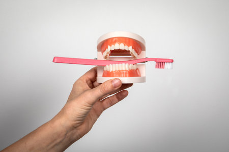 Pink toothbrush between the teeth in dental model in hand