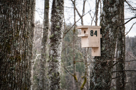 A wooden birdcage in the forest. Spring and weather conditionsの写真素材