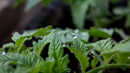 Close-up of dew drops on the edges of a tomato leafs