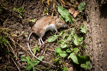 Rodent control, dead mouse with long tail on the groundの写真素材