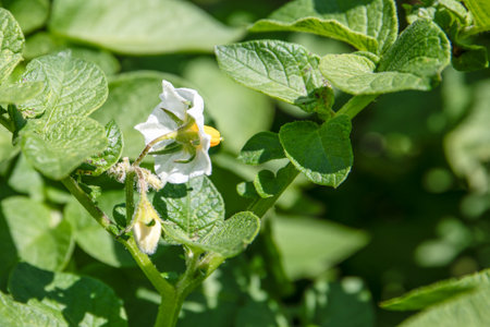 Close-up of white potato flower, growing vegetables on a farmの写真素材