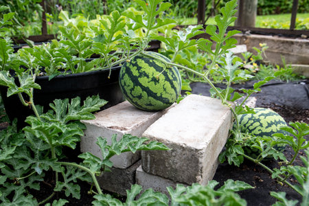 Watermelons in a backyard garden a watermelon growing in a pot on bricksの写真素材