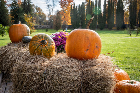 Decorative orange and green pumpkins on a haystack. Sunny day