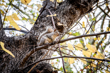 Squirrel sitting on tree branches. Wild and animalsの写真素材