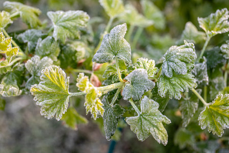 Frost-Covered Berry Bush Leaves in Spring, Backyard Garden