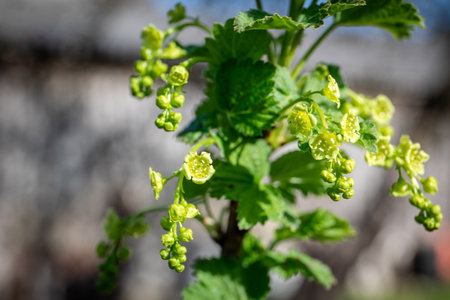 Currant Bush in Bloom with Green Flowers and Fresh Leavesの写真素材