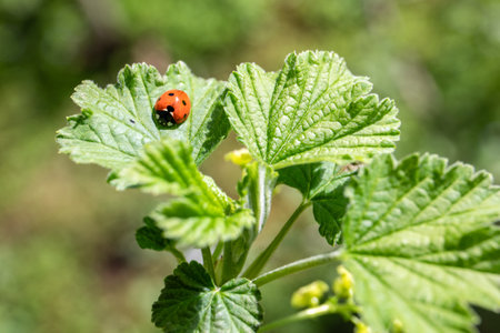 Ladybug on Green Currant Bush Leaf in Spring Gardenの写真素材
