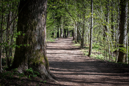 Scenic Forest Trail with Tall Trees and Sunlight on the Ground