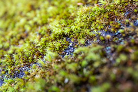 Macro view of vibrant green moss growing on damp forest surface with shallow depth of fieldの写真素材